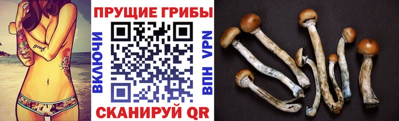 Псилоцибиновые грибы GOLDEN TEACHER Нахабино
